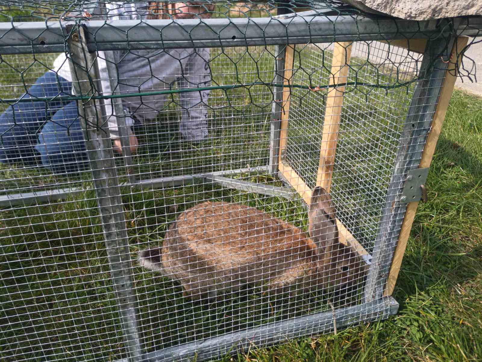 The first rabbit hutch built as part of developing self-sufficiency at the UUSTEE recovery center
